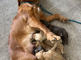 Working cocker spaniel,