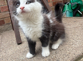 1 kitten  girl looking home