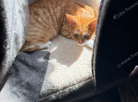 Kitten