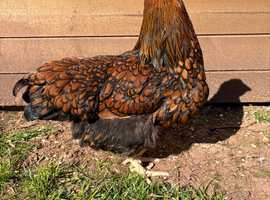 Gold Laced Wyandottes