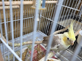 Very Tame bonded Pair Pastel faced Cockatiels
