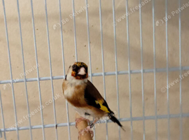 One Goldfinch female for sale