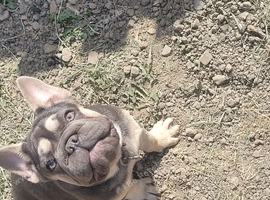 Big rope french bulldog