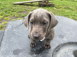 Bull-dash. Old Tyme English Bulldog - Dachsund