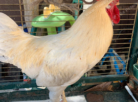 Rooster for sale