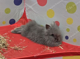 Pure grey double mained lion head boy