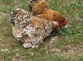Millefleur Pekin Bantam Hens Pair
