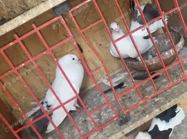 2 white fantails for sale ready to leave