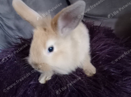 Mini lion lop does ready now