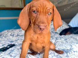 9 weeks old KC. VET APPROVED
