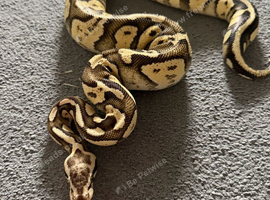 Ball Python for Sale