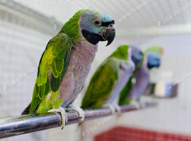 Derbyan parrot