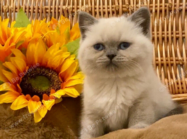 ABSOULETLY BEAUTIFUL PURE BRED BSH TEDDY BEARS