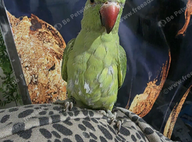 Handreared indian ringneck parrot