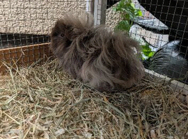 2 long haired boars