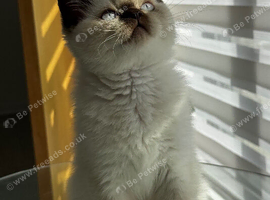 British shorthair kittens
