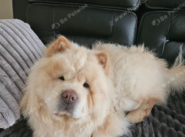 Male and female chow chow for sale must go together