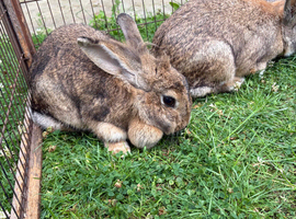 Rabbits