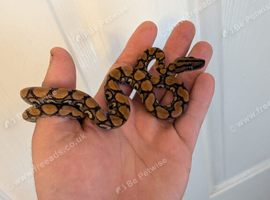 Brazilian rainbow boa
