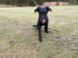 Deerhound cross border collie