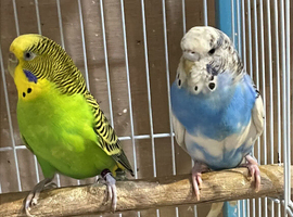 Young Budgies