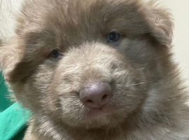 rare Isabella German shepherd pups