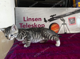 Tabby boy