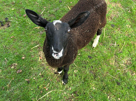 Zwartble Wether lamb