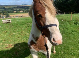 Filly for Sale