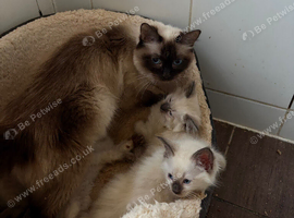 Pure ragdoll kittens