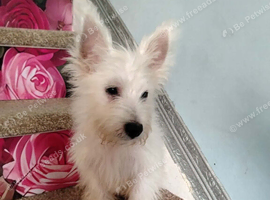 Westie puppies available for new family home