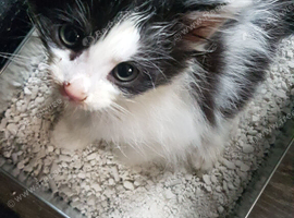 Cute fluffy kittens