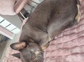 Selling my dog
