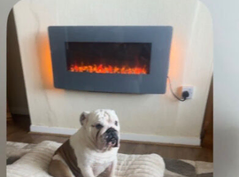 British bulldog