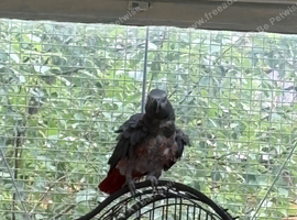 African grey parrot
