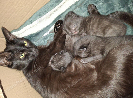 Male kittens