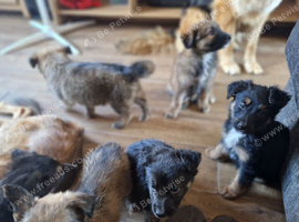 Adorable puppies