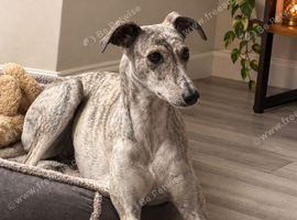 Loving Home Needed for a Beautiful Saluki Greyhound
