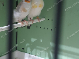 SIBERIAN GOLDFINCH PAIR..