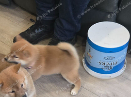 Gorgeous Shibas