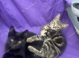 Two kittens for rehoming