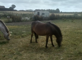 Partbred Welsh Section B