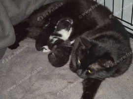 3 adorable little kittens for sale