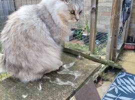 Nikki, 5 yo female Kurillian Bobtail needs new home