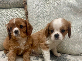 KC reg Champion Bloodline Cavalier King Charles Spaniel Puppies