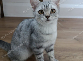 Kitten girl