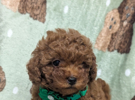 Adorable Asian red toy poodles