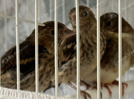 Goldfinches mule