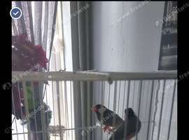 Breeding pair of java finch