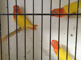Opaline Fischer lovebirds,